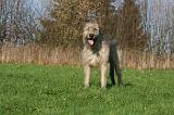 IRISH WOLFHOUND 352
